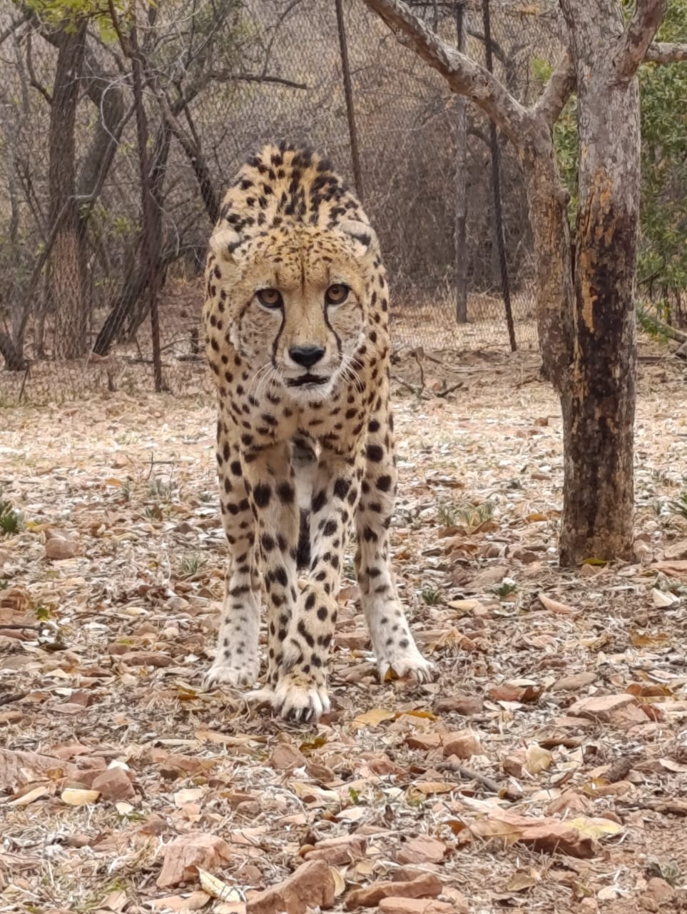 ANN VAN DYK CHEETAH CENTRE
