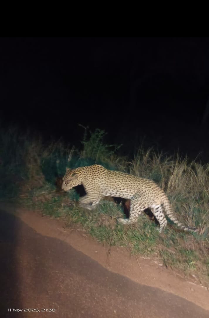 Tour image- Kruger national park